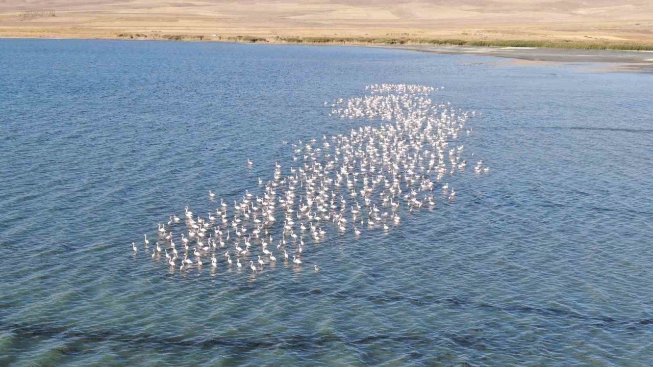 Van Gölü havzası flamingolarla renkleniyor