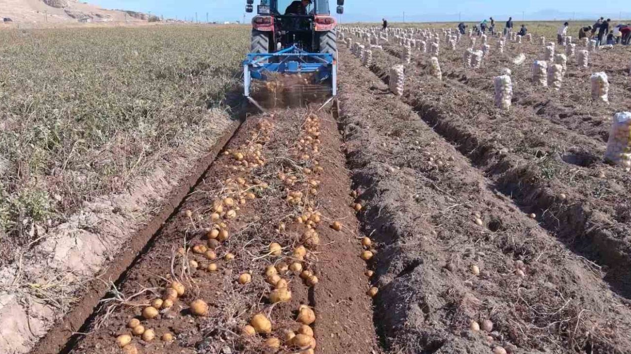 Erciş’te patates hasadı başladı