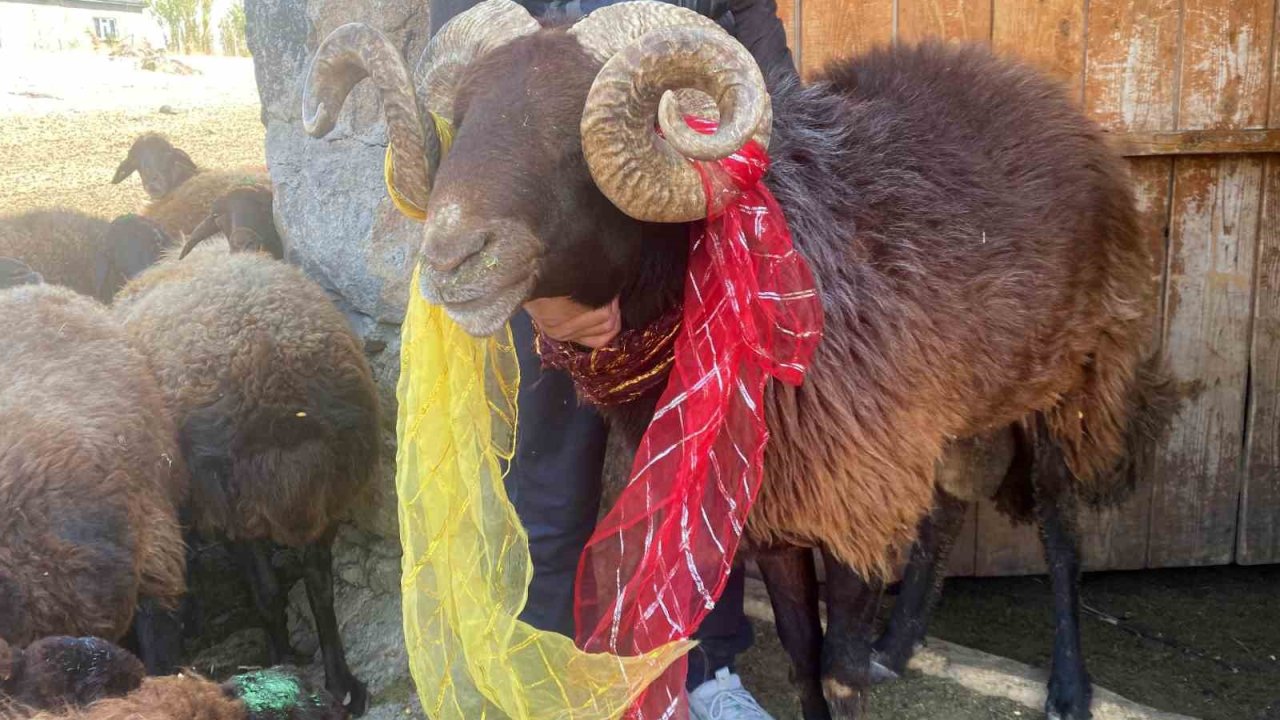 Yüzyıllık "koç katımı" geleneği Ağrı’da yaşatılıyor