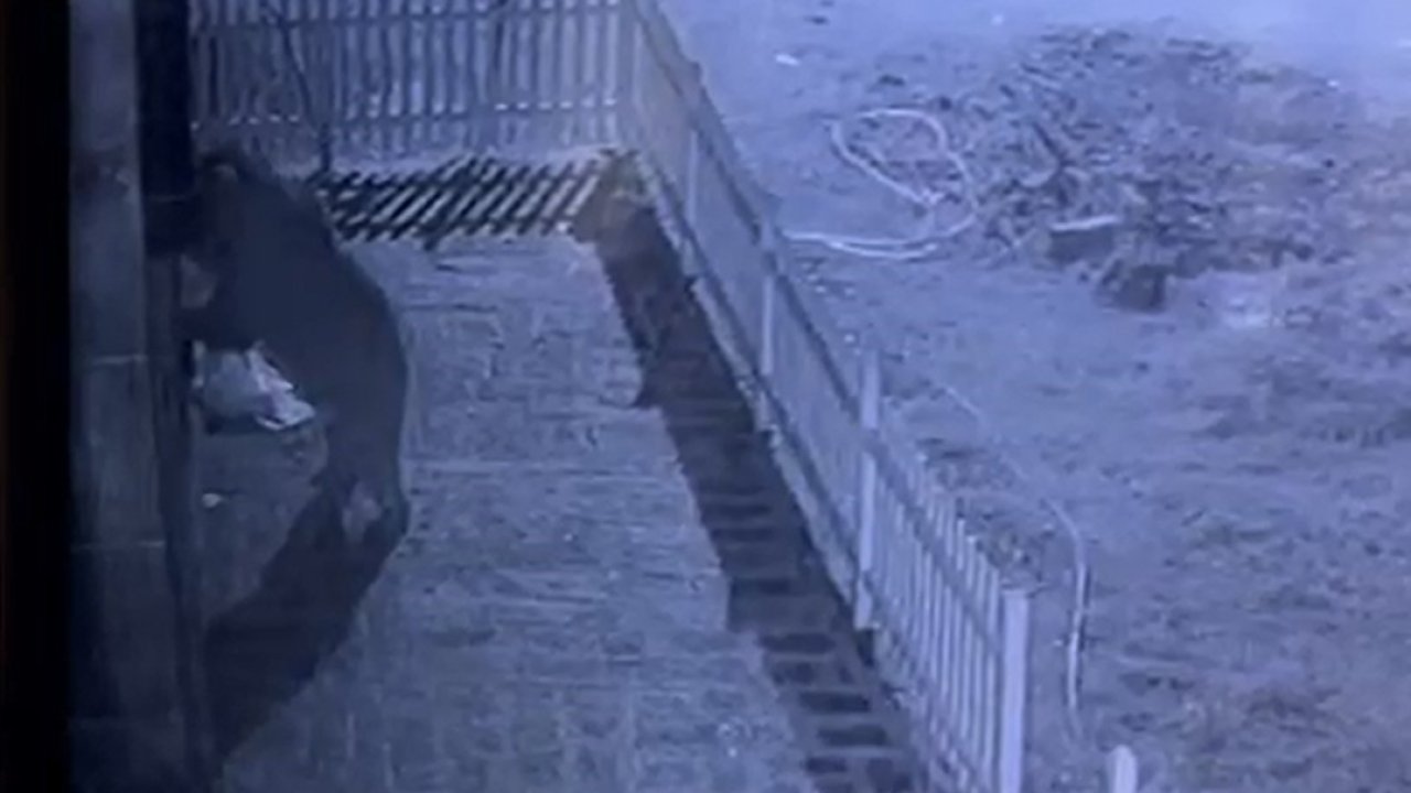 Kapıyı hırsız zorluyor sandı, gerçek güvenlik kamerası ile ortaya çıktı