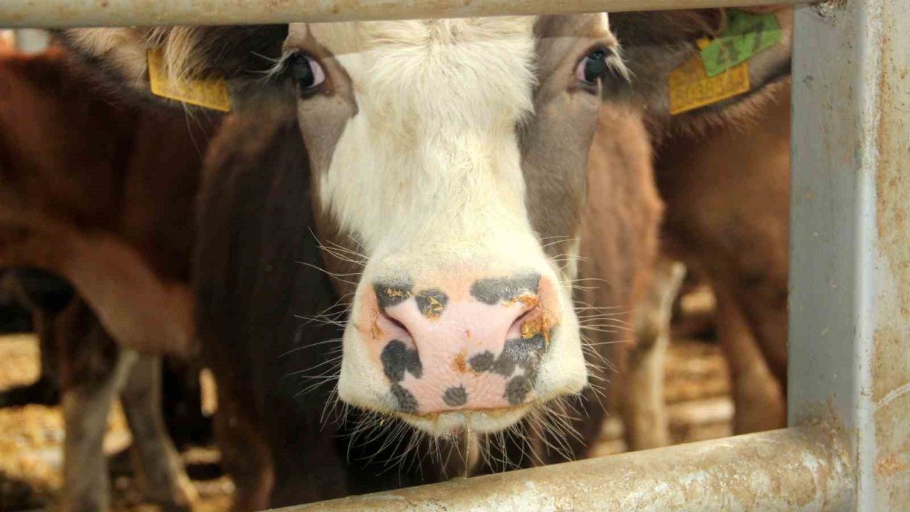 Çal’da 2 mahallede şap tespit edilmesi üzerine 19 mahalle karantinaya alındı