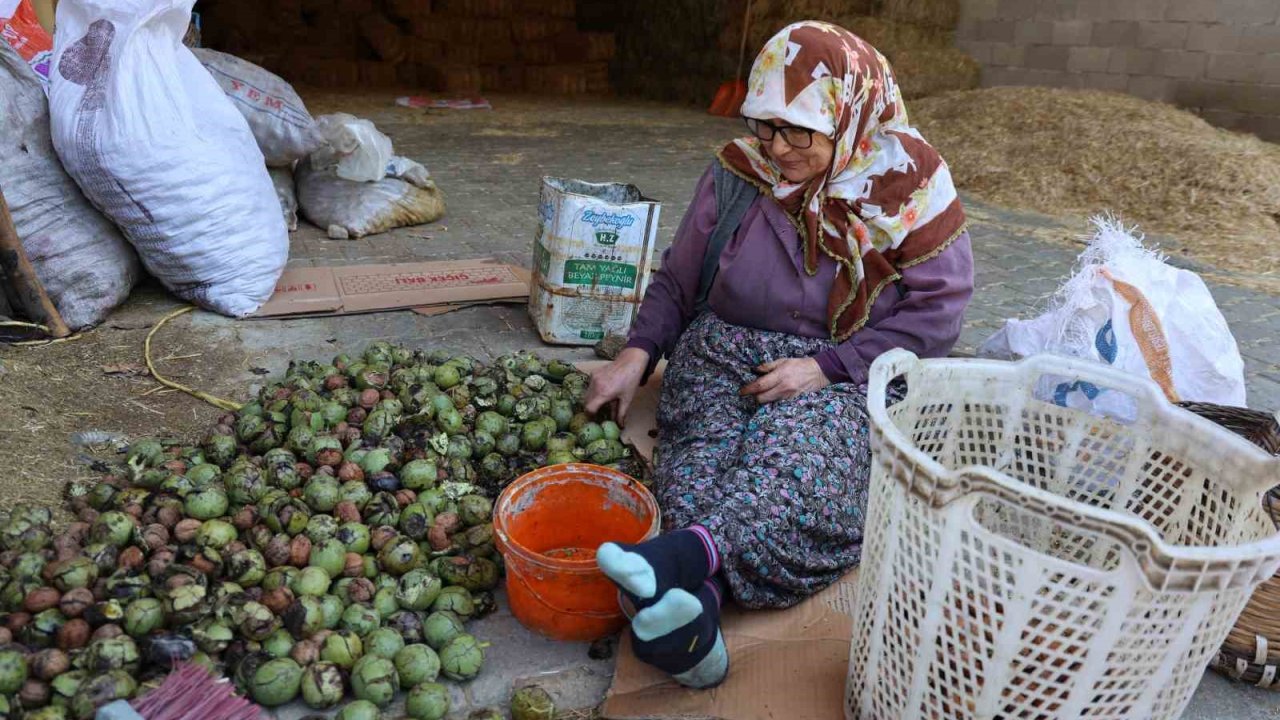 Hasadı yapılan cevizler satışa hazırlanıyor