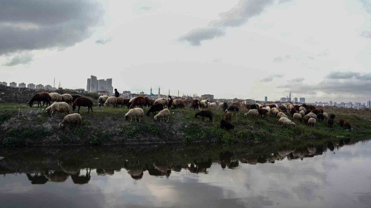 İstanbul’da siyaha bürünen dere kirlilik saçıyor