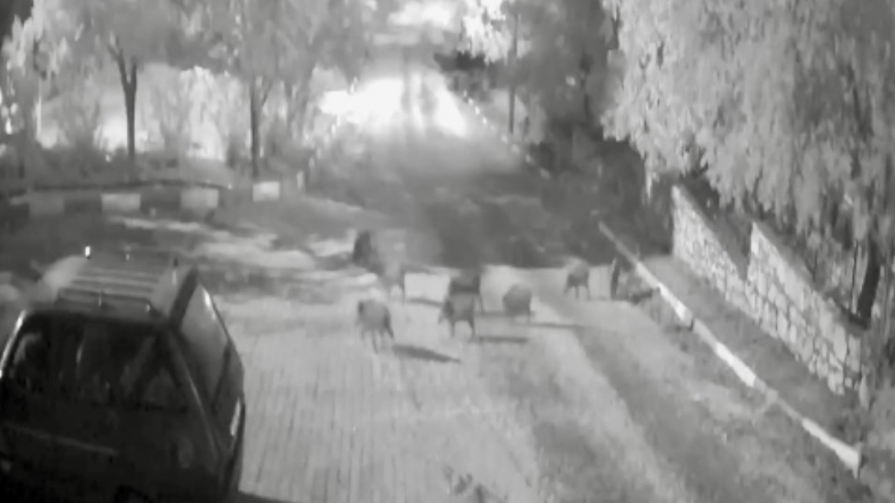 Antalya’da domuz sürüsü gece yarısı köye indi: O anlar kameraya yansıdı