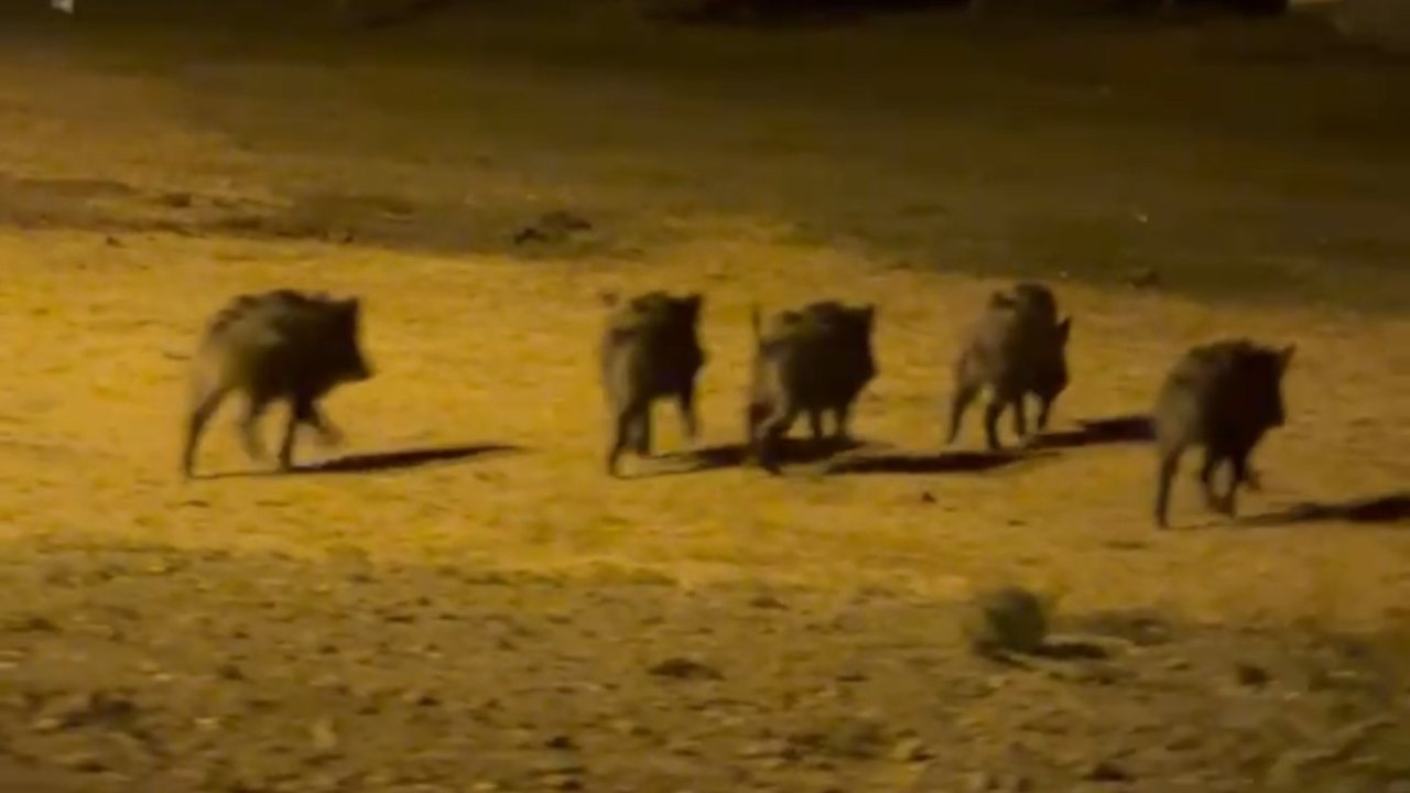 Yüksekova’da domuz sürüsü görüntülendi