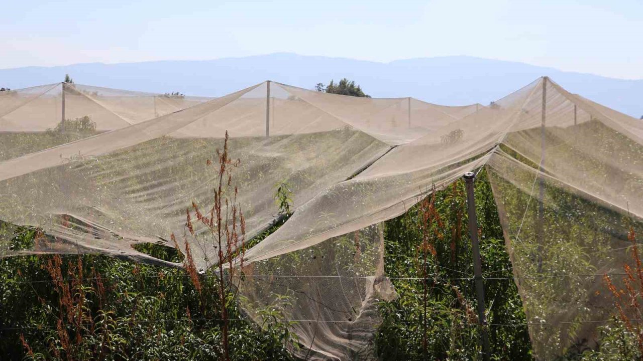 Çiftçilerin doğal sigortası file sistemi oldu