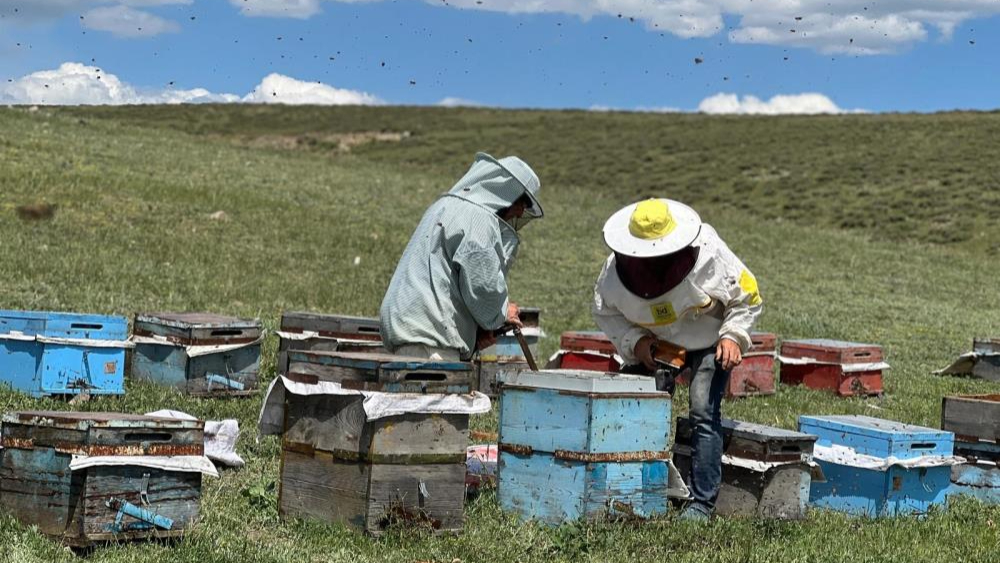 Kars’ta Arı Kovanı Hırsızlığı, 65 Kovan Çalındı!