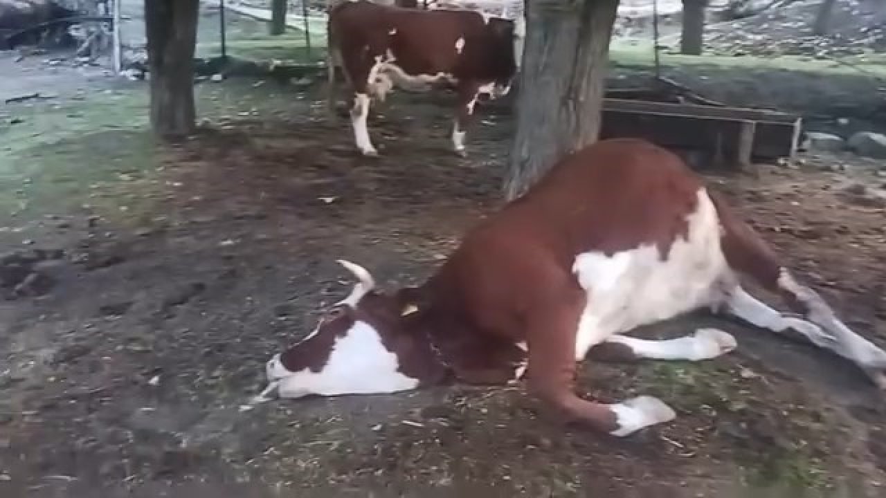 Elazığ’da yıldırım düşmesi sonucu 2 inek telef oldu