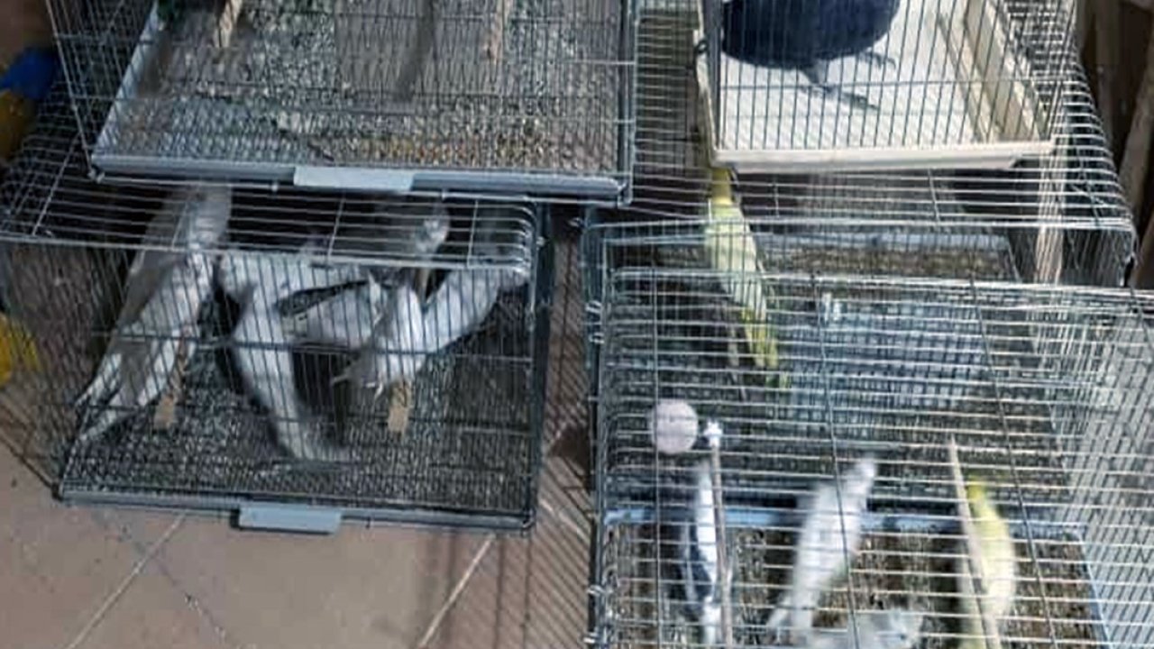 Çorlu’da Egzotik Kuş Operasyonu: Ceza yağdı