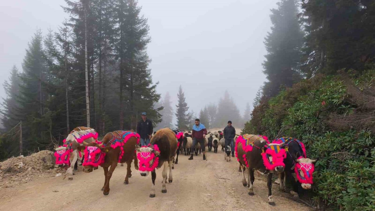 Doğu Karadeniz’de yaylalardan dönüşler hızlandı