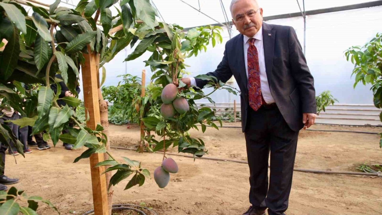 Tropik bitkilerden sebzeye: Öğrenciler seralarda deneyim kazanıyor