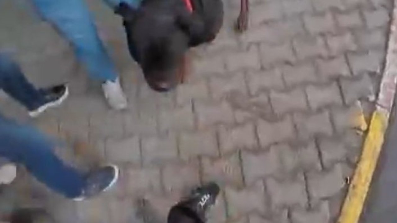 Saldırgan köpek gözetim altına alındı: Sahibine idari para cezası kesildi