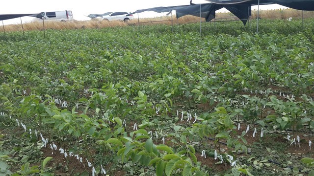 Aşılı Ceviz Fidanı Nedir?