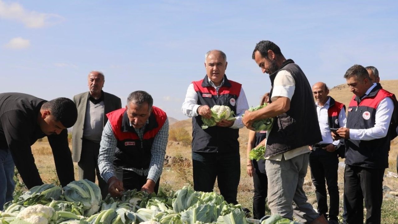 Elazığ’da karnabahar hasadı başladı