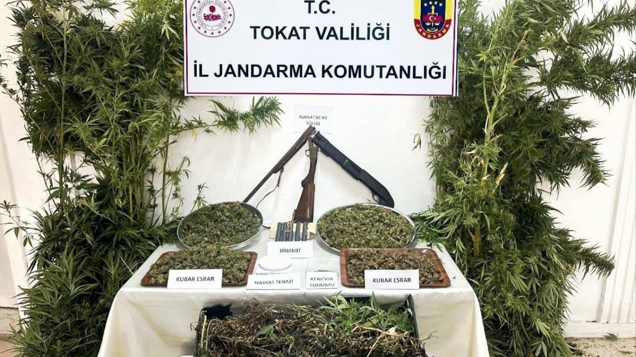 Tokat’ta jandarmadan kenevir operasyonu: 1 gözaltı
