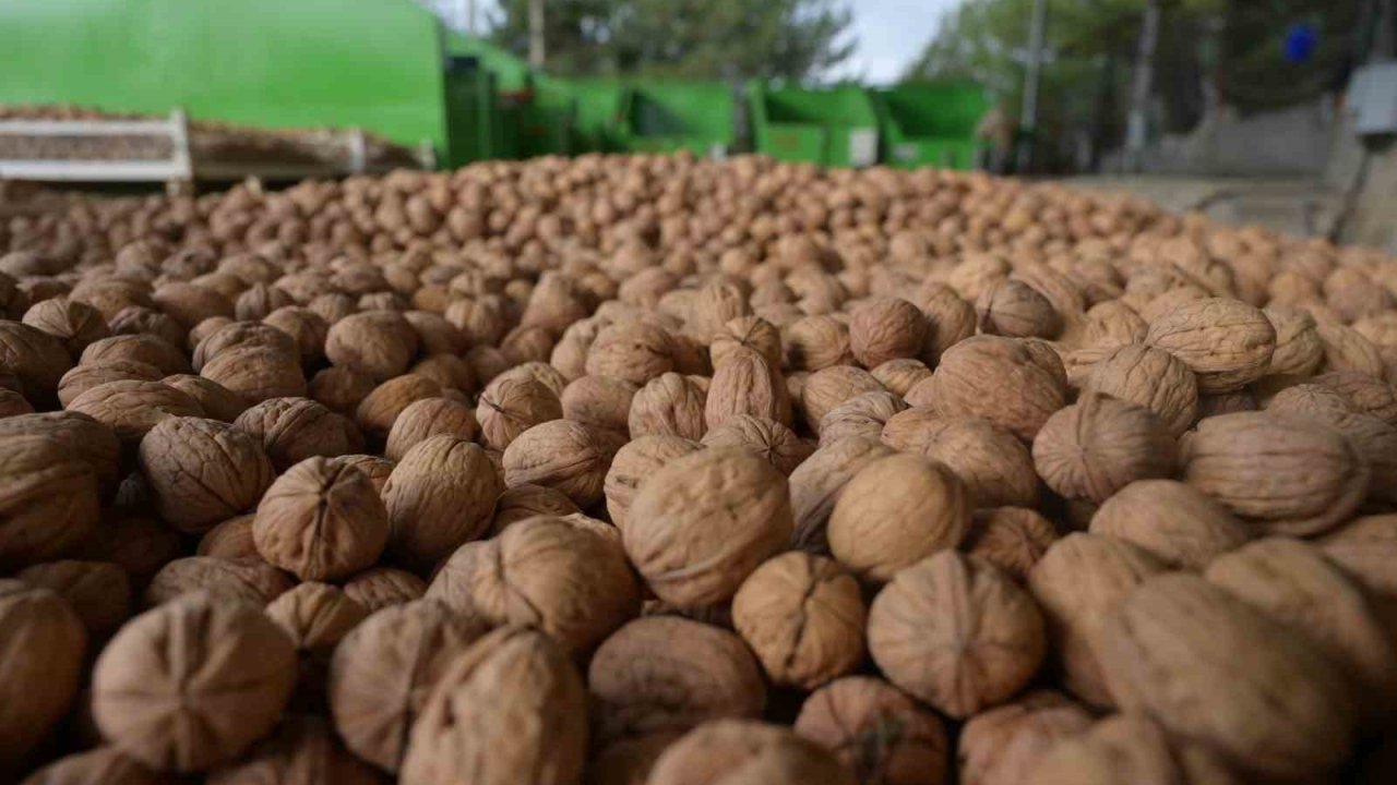 Denizli’de sezonun ilk ceviz hasadı Tavas’ta yapıldı