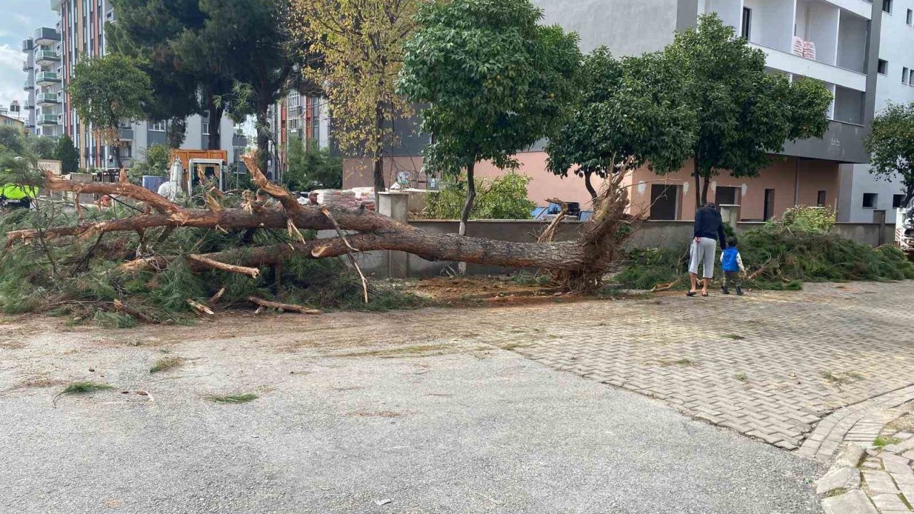 Kuruyan çam ağacı ağırlığa dayanamayarak yol devrildi