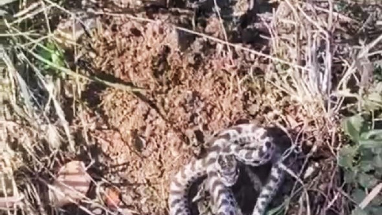 Mantar ararken dünyanın en zehirli yılanlarından engerekle karşılaştı