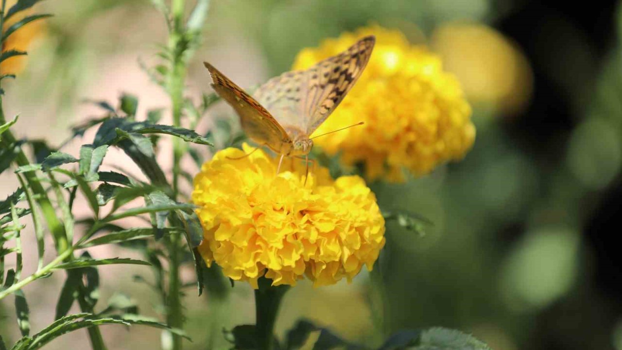 Şırnak’ta soğuklar geldi, kelebeklerin ’son dansı’ başladı