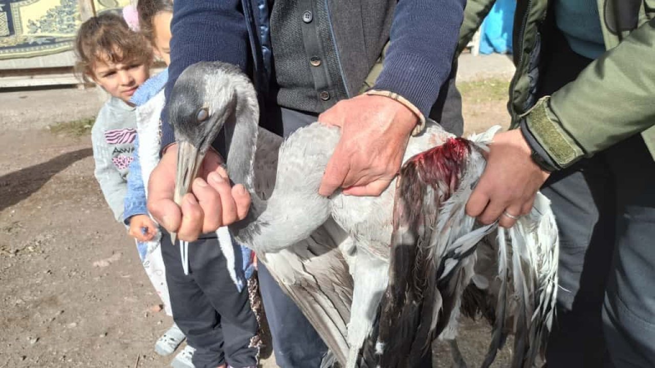 Ardahan’da yaralı bulunan turna tedaviye alındı