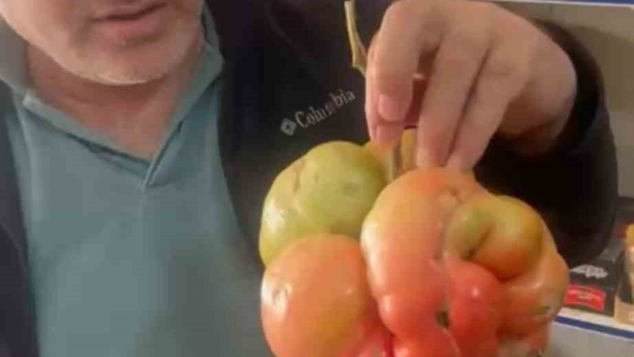 Mardin’de 1 kilo 400 gramlık domates hayrete düşürdü