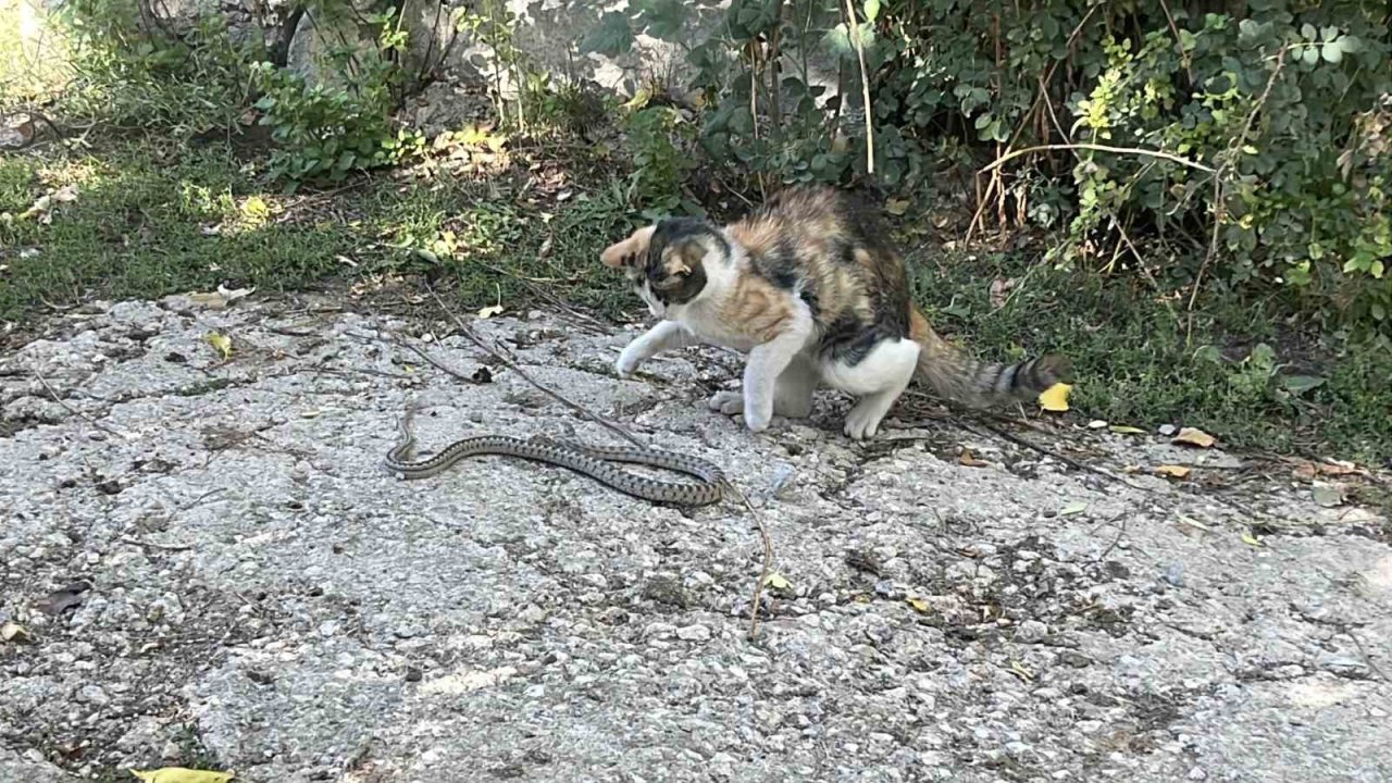 Fare değil yılan avladı: Bayburt’ta kedi yılanı pati darbeleriyle öldürdü