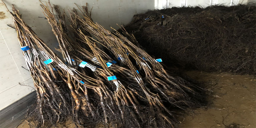 Sertifikalı Ceviz Fidanlarıyla Güvenli Üretim