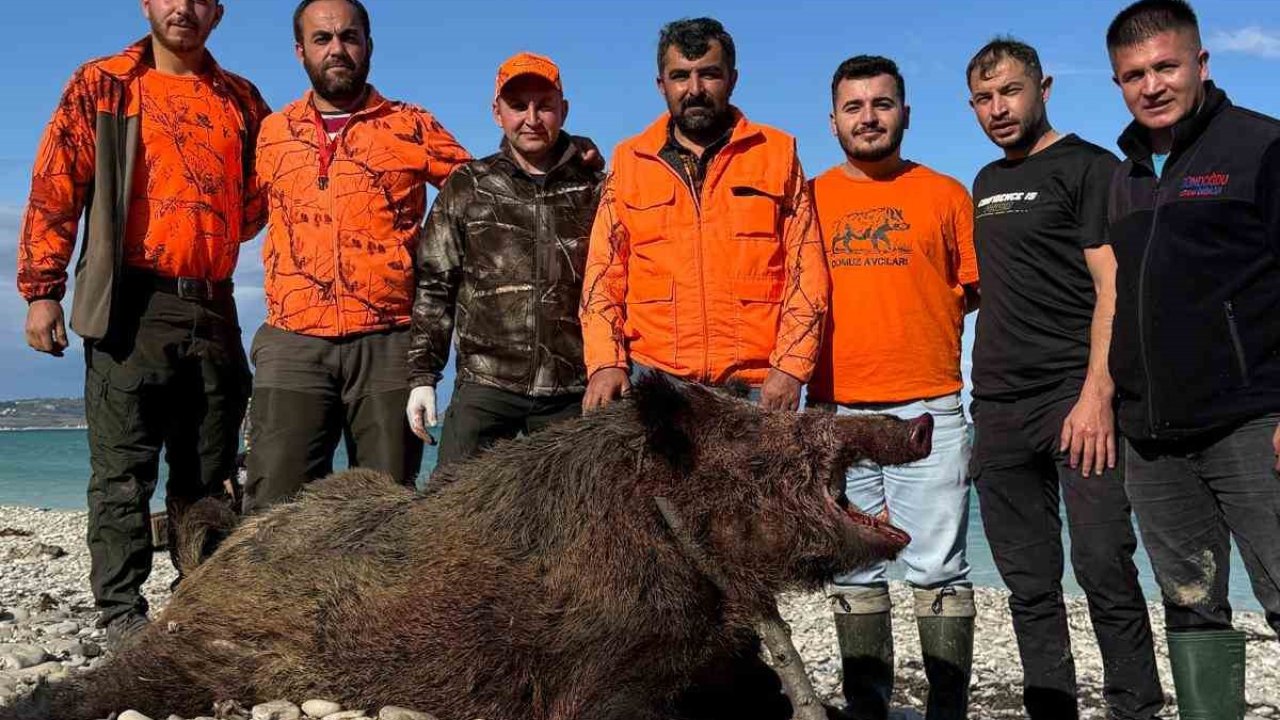 Sinop’ta avcılar 300 kiloluk domuz avladı