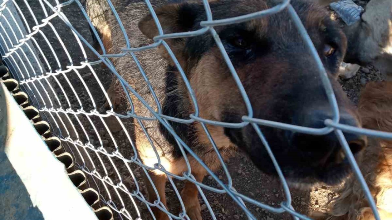 Yozgat’ta köpeğe şiddet uygulayan şahıs gözaltına alındı
