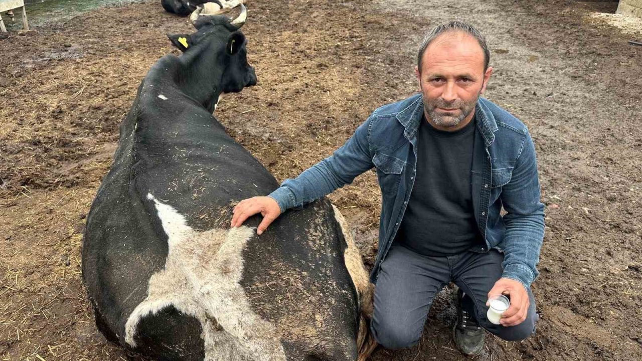 Şap vurdu: 35 litre süt veren sığırdan bir çay bardağı süt almaya başladı
