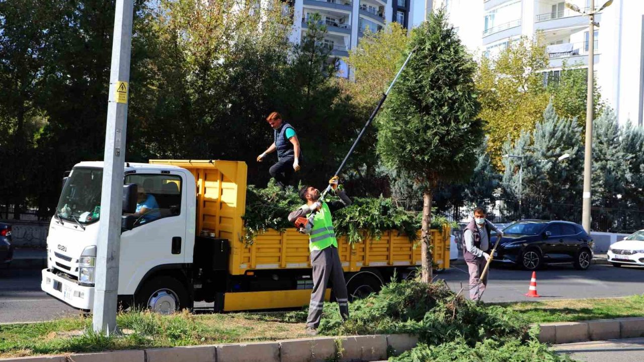 Kent genelinde ağaç budama çalışmaları başladı