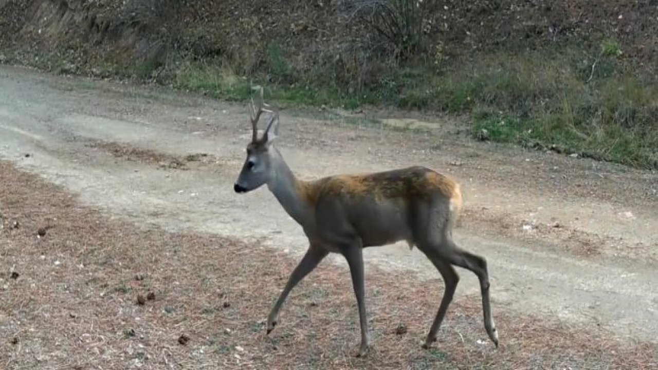 Ormanda yiyecek arayan karacalar fotokapanda