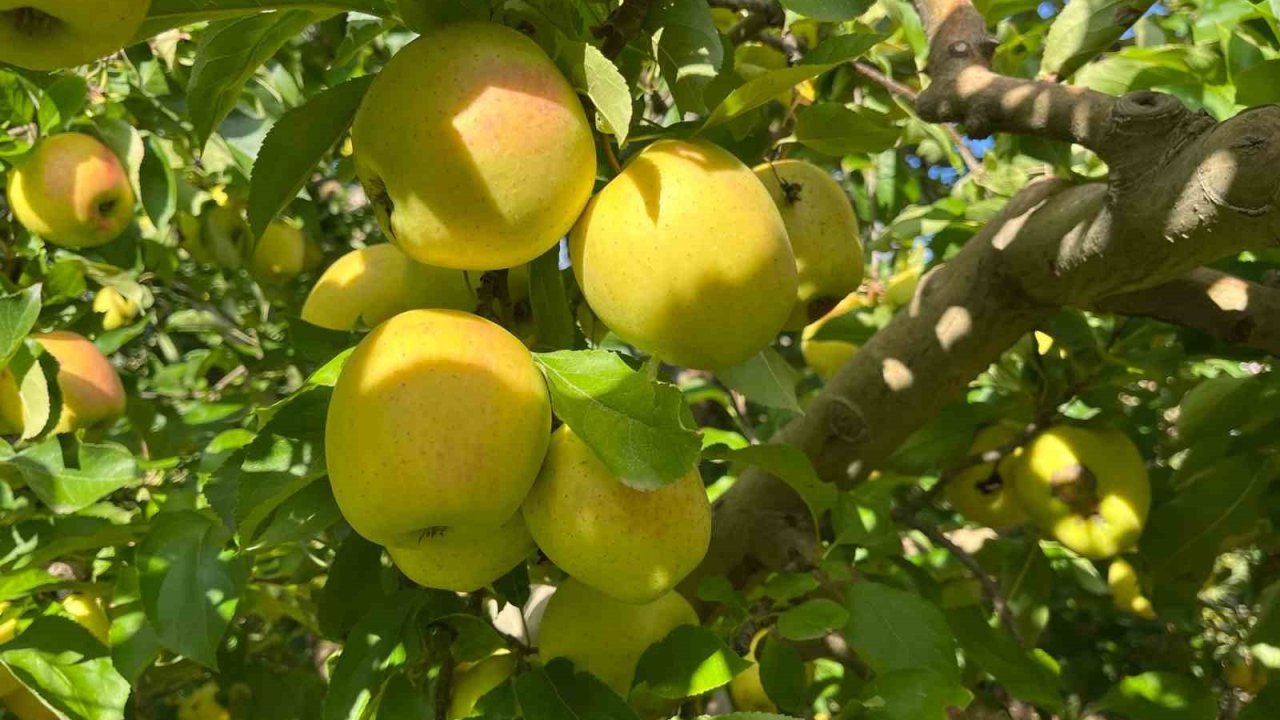 Buldan’da elma hasadı yüz güldürüyor