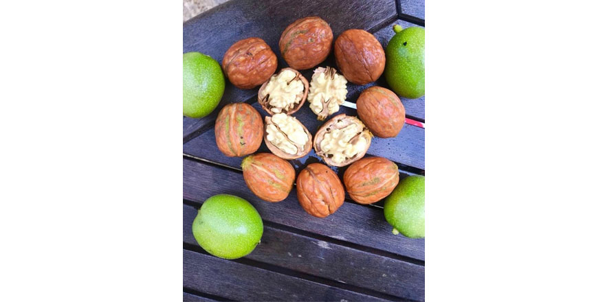 Ziraat Fidancılık ile Kaliteli Ceviz Fidanı Deneyimi