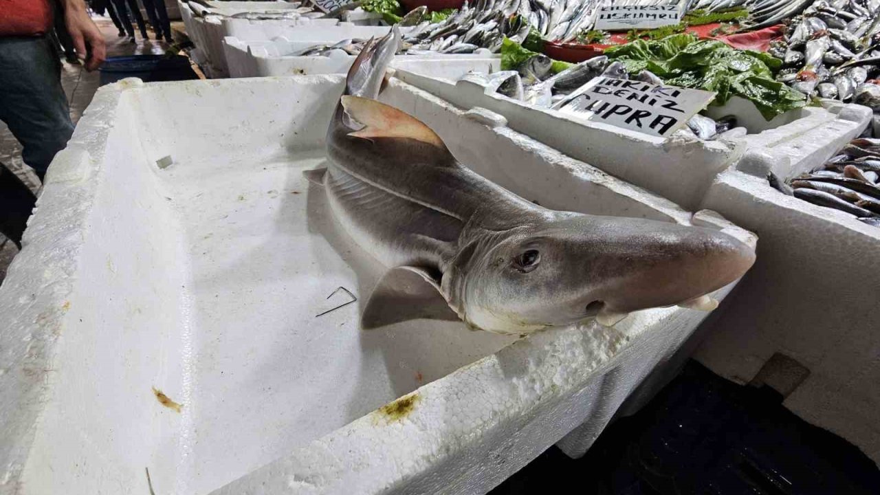 Elazığ’da satışa çıkarılan köpek balığı ilgi odağı oldu