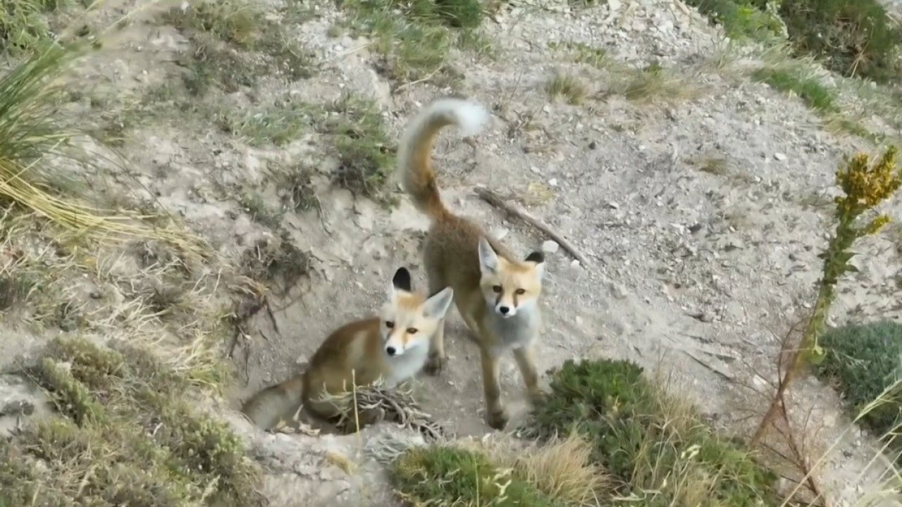 Doğanın sevimli yüzü: Tilki ailesi havadan görüntülendi