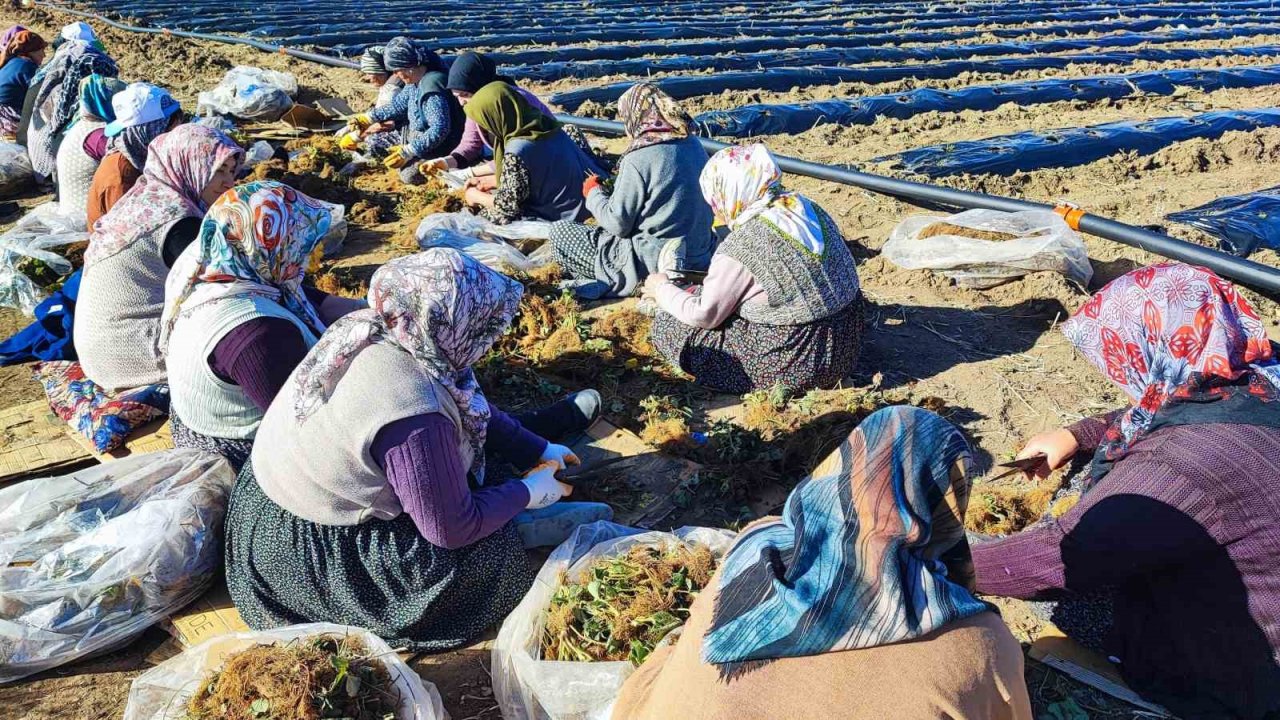 400 dönümlük çilek projesi bölge ekonomisine can verecek