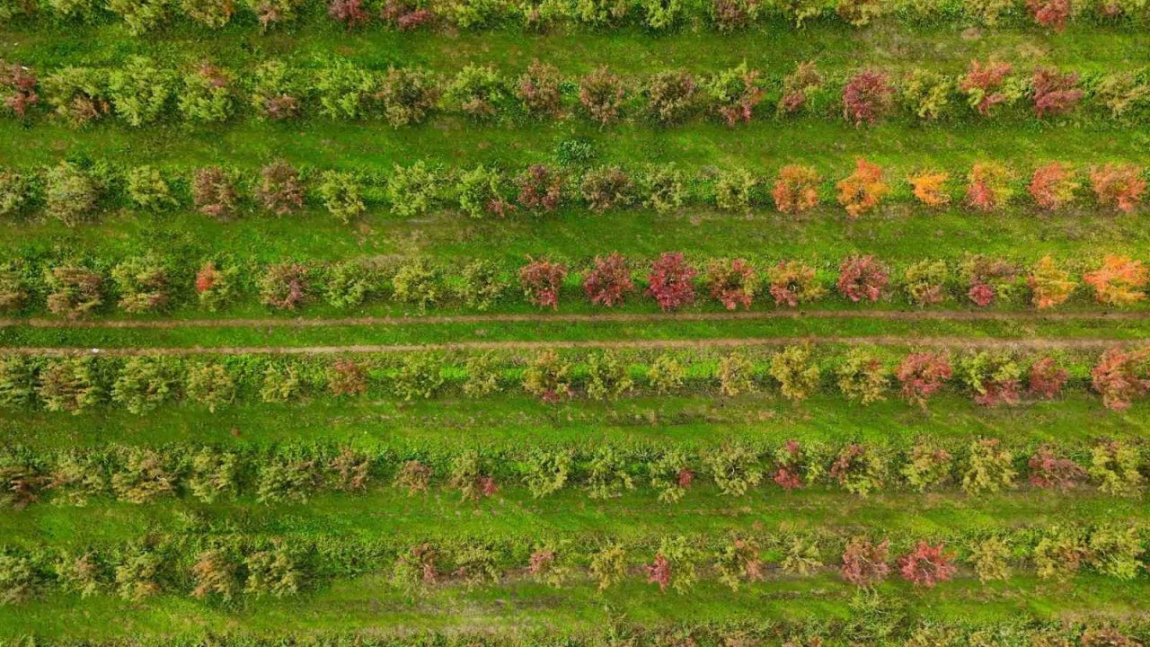 Sonbaharın renk cümbüşü Uludağ eteklerinde