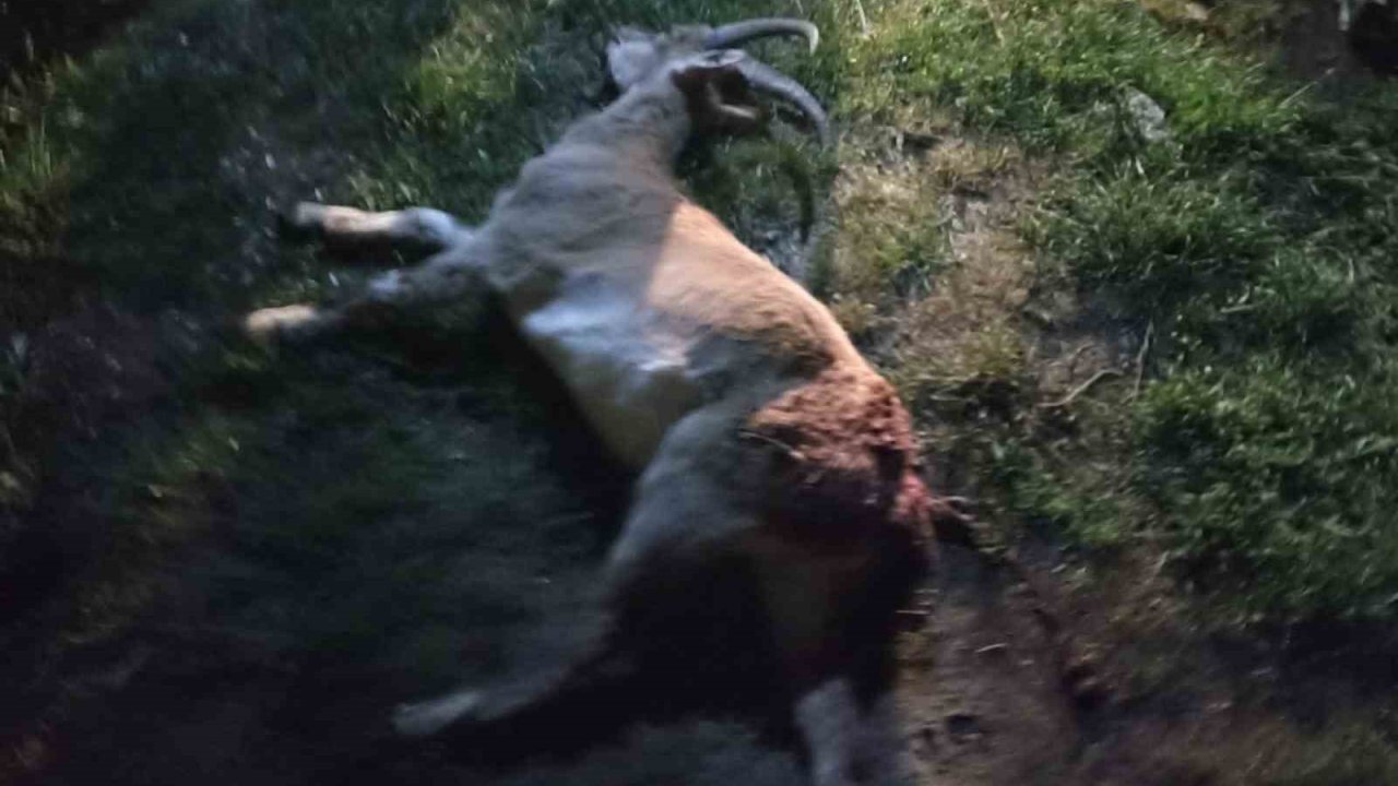 Seydişehir’de kaçak yaban keçisi avına 1 milyon 880 bin TL ceza