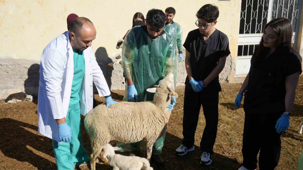 Küçükbaş hayvancılığa akademik dokunuş: 13 koyun 24 süt kuzusu doğurdu