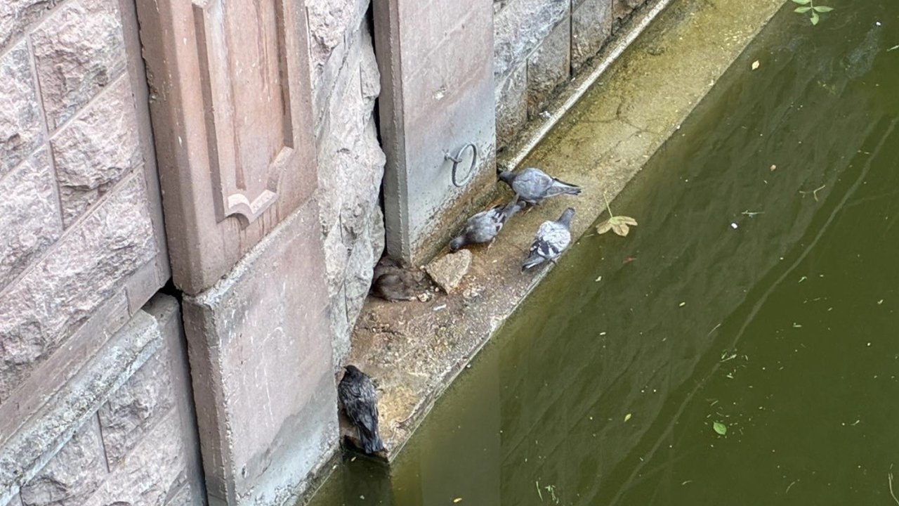 Güvercinler ve fareler yemeklerini paylaştı