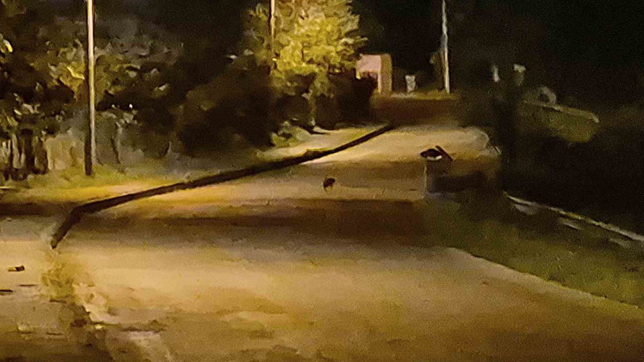 Aç kalan çakal yavruları Bartın şehir merkezinde görüntülendi