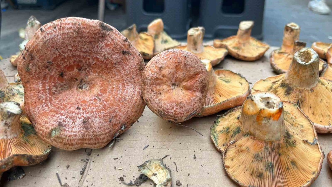 Aydın’da çıntar çıktı, kilosu 500 TL