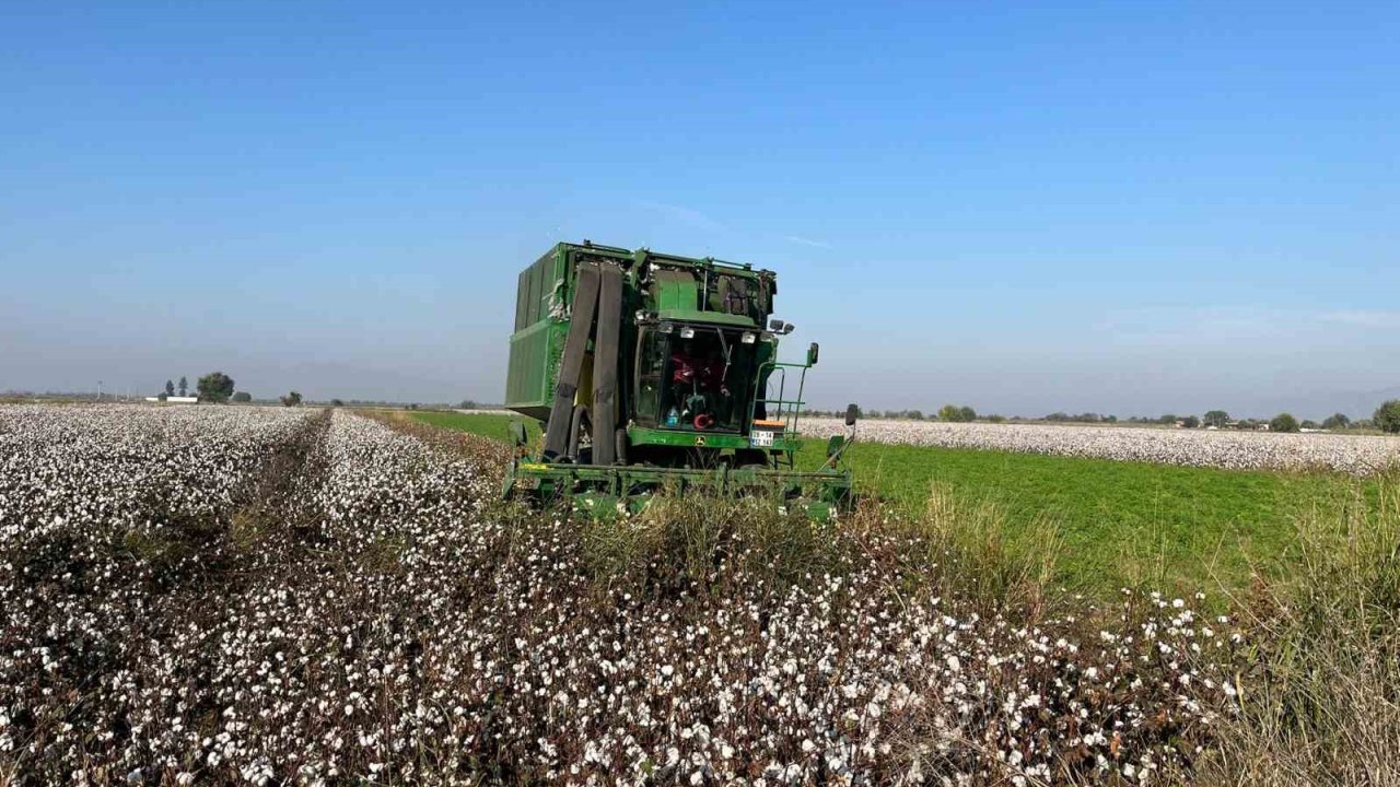 Yağışlar pamuğu etkiledi