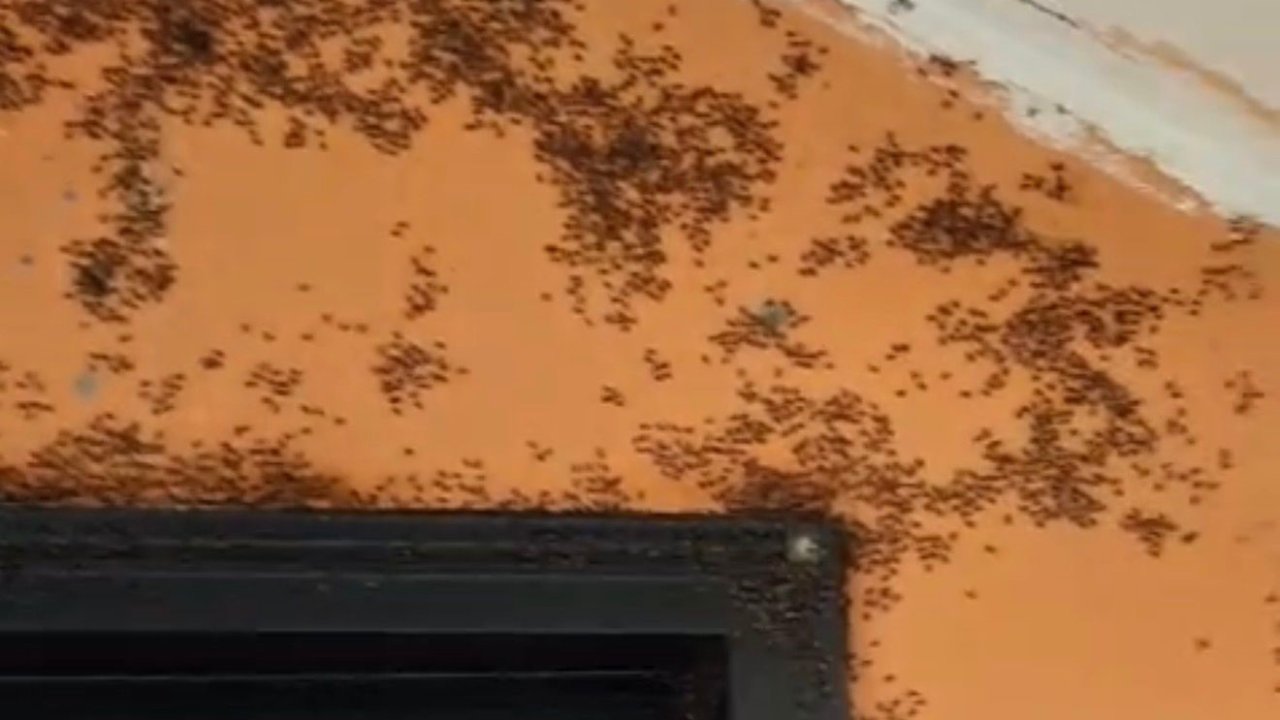 Gönen’de kara sinek istilası;