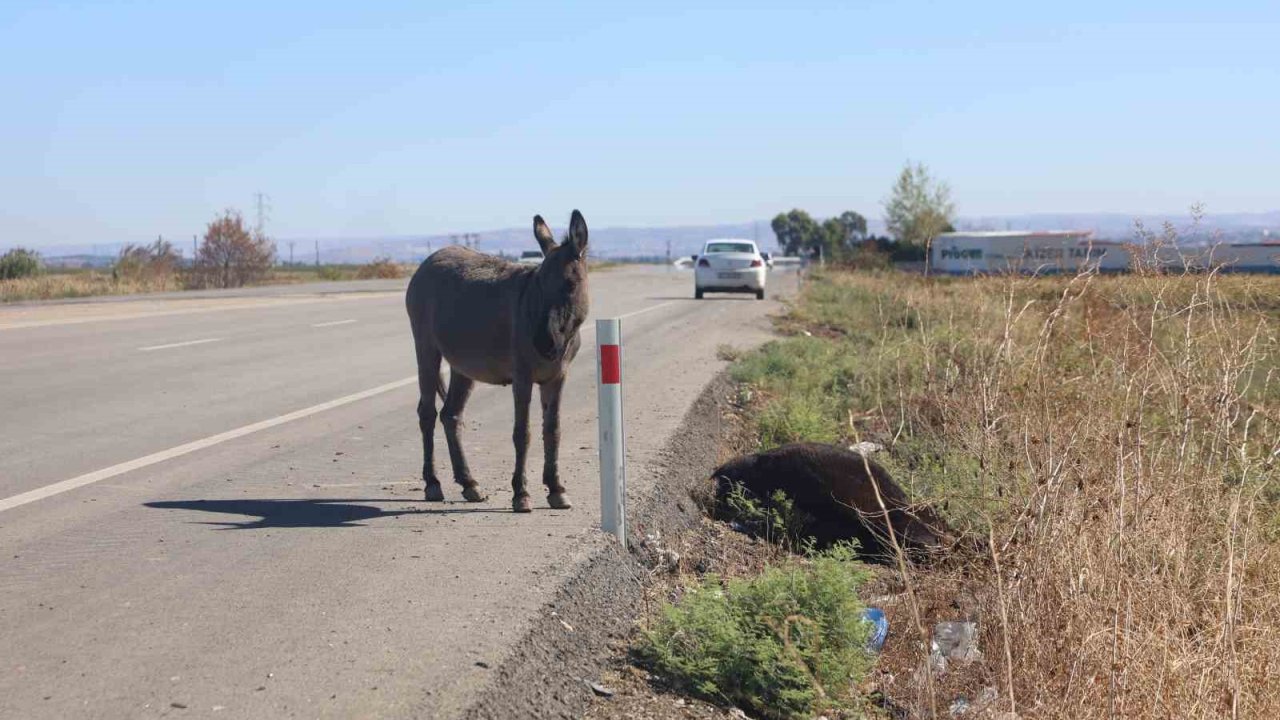 Telef olan eşeğin sıpası, ölü annesinin başında saatlerce bekledi