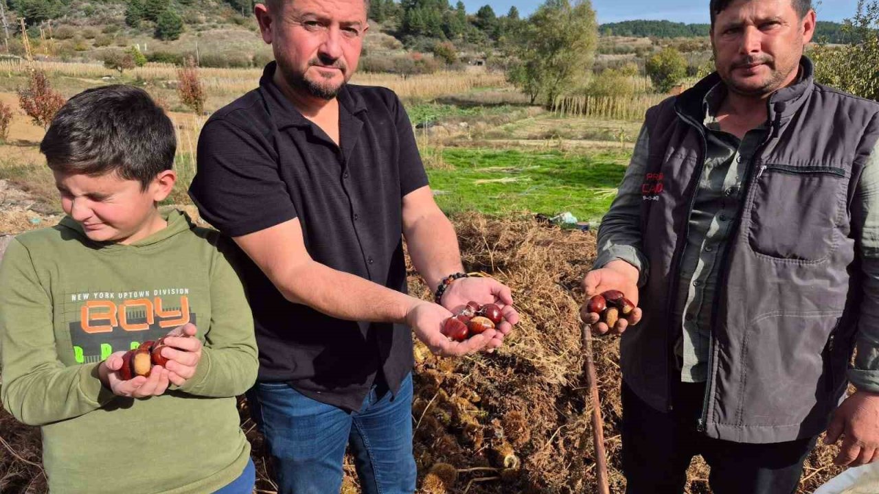 Buldan’ın tescilli kestanesinde hasat zamanı