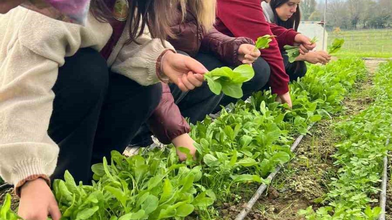 Zonguldak’ta Tarım Lisesi öğrencileri, uygulamalı eğitimde hasat yaptı