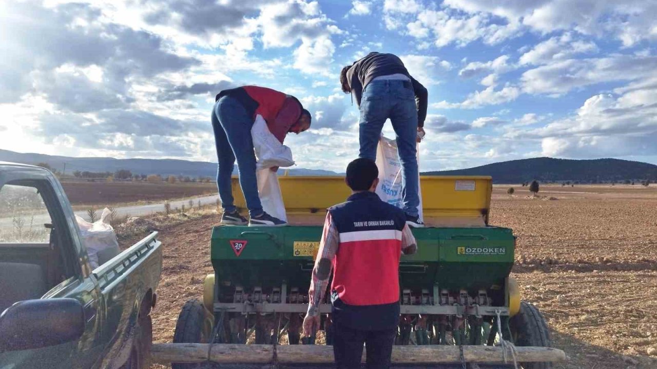 Çavdarhisar’da buğday ve tritikale tohumlarının ekimi yapıldı