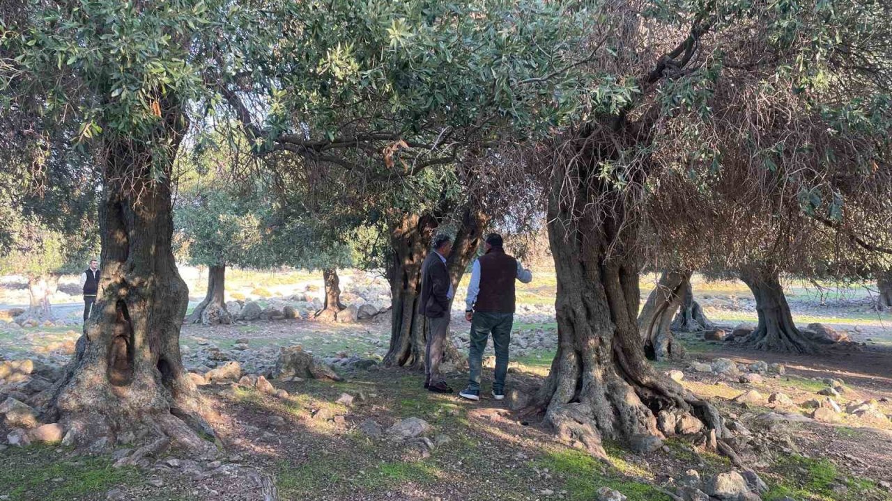 Yüzlerce yıldır İspanya ve İtalya’dan sonra sadece Gökçeada’da yetişiyor